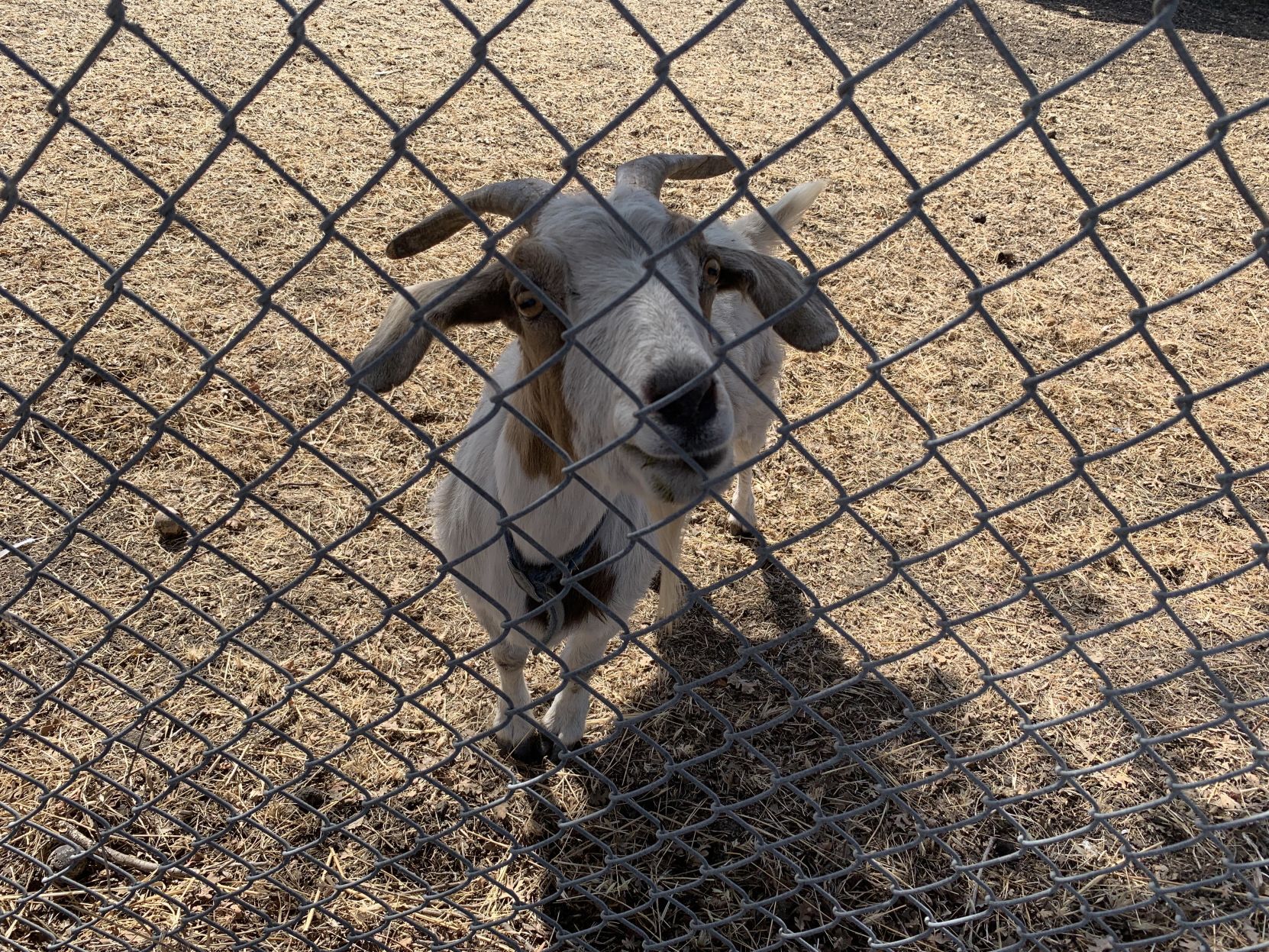 Napa goats find new home in AmCan